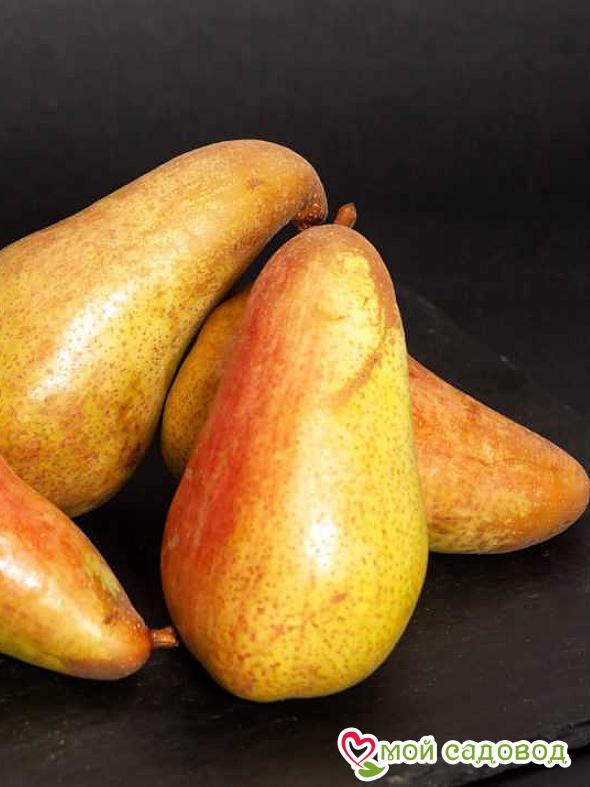 Груша Аббат Фетель