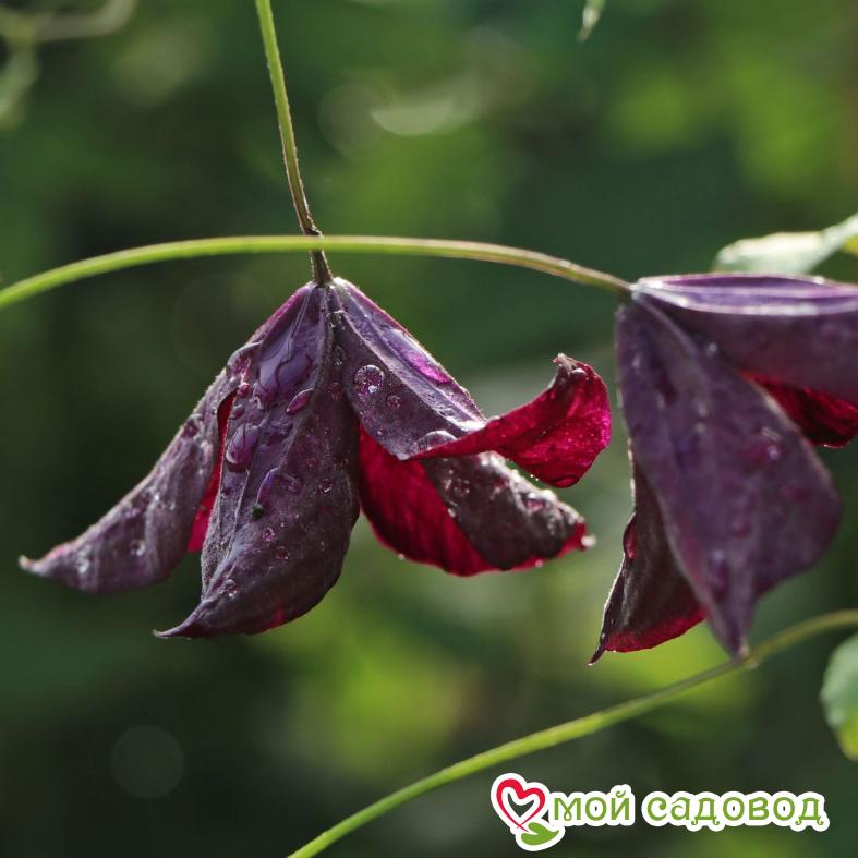 Клематис Блэк Принц ЗКС