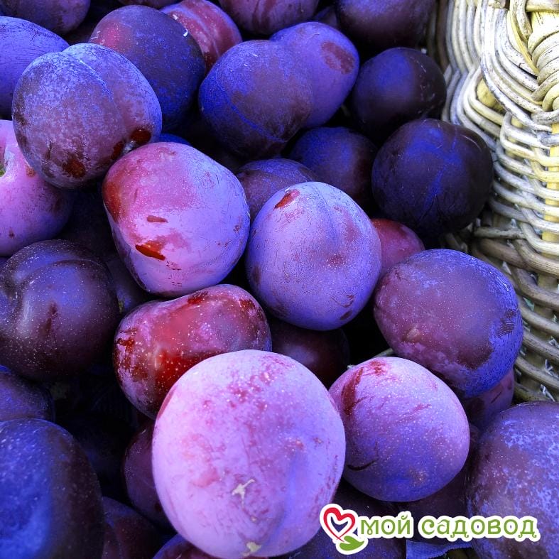 Слива Президент